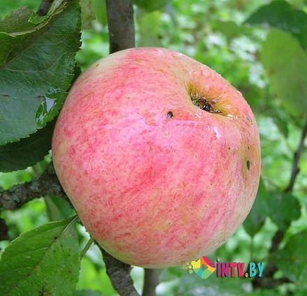 Декоративные яблони: сорта с фото и описанием