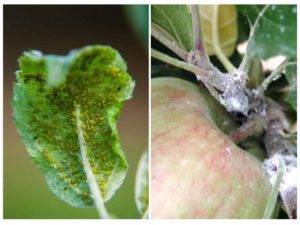 Листовертка на яблоне: как бороться с вредителем на плодовом дереве?