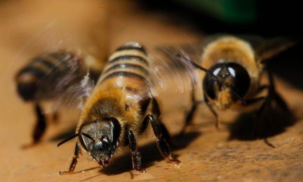 Африканские (африканизированные) пчелы: описание, фото, опасность укусов, места обитания