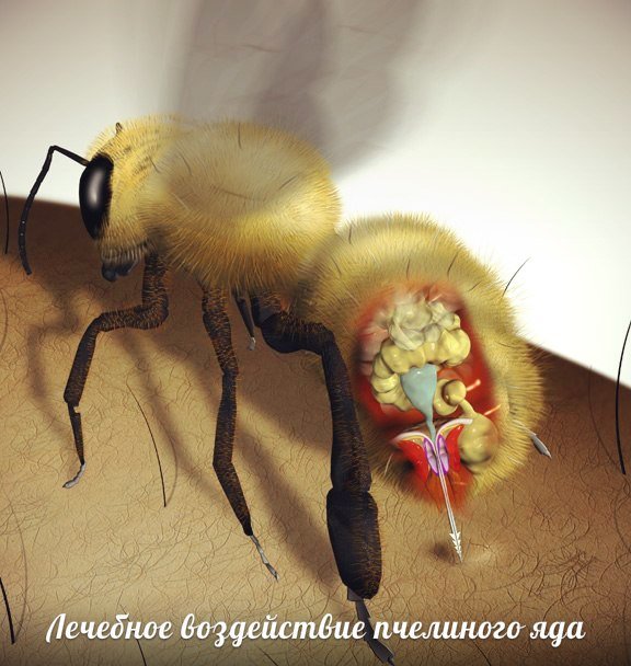 Чем полезен пчелиный яд (апитоксин): полезные свойства, противопоказания польза и вред пчелоужаления