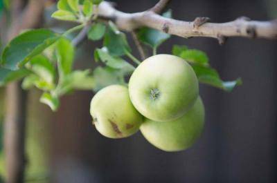 О яблоне колоновидной Триумф: описание и характеристики сорта, посадка и уход