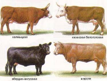 Породы коров мясо-молочного направления