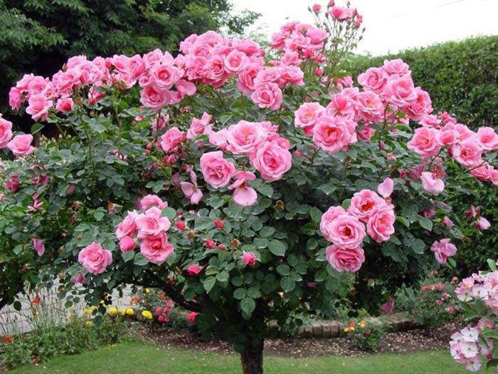 О посадке и уходе за штамбовой розой: как сделать штамбовую розу своими руками