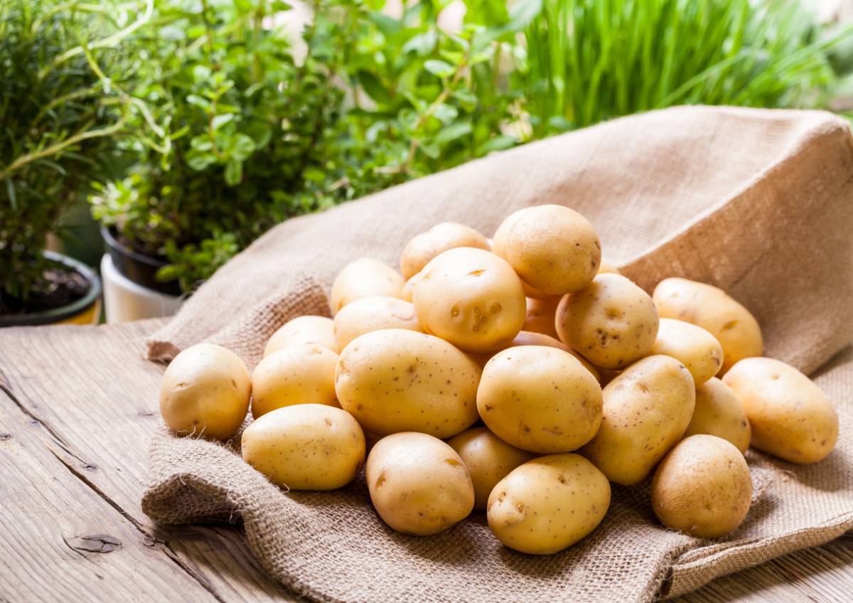 Описание и характеристики сорта картофеля голландка