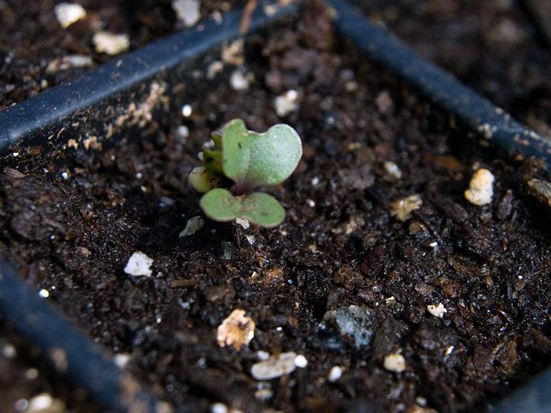 Сроки и правила посадки рассады цветной капусты