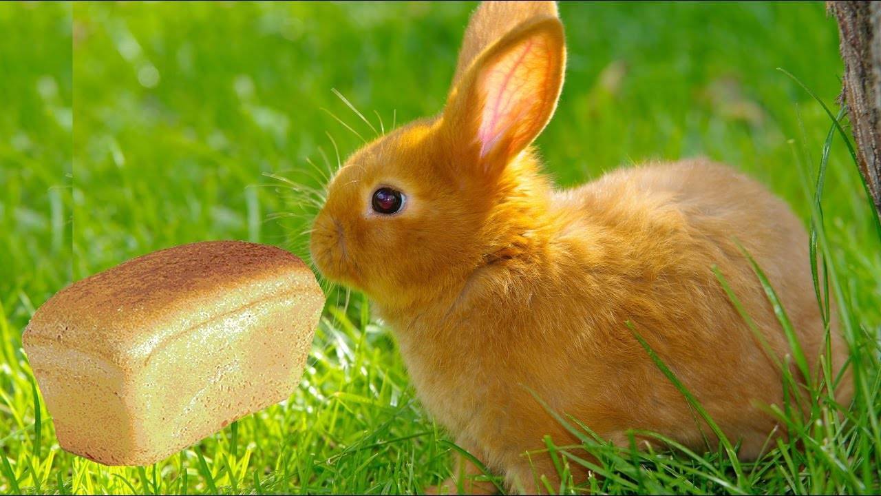 Можно ли кролику давать хлеб: польза и вред, как правильно добавлять в рацион