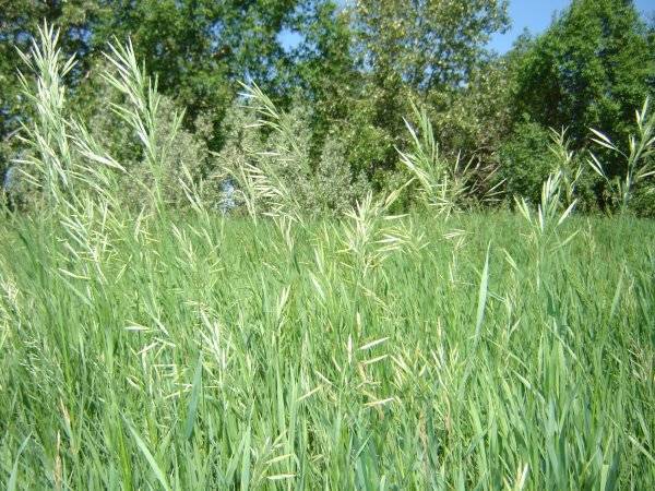 Трава зубровка - полезные свойства и противопоказания. зубровка трава: описание, свойства и применение