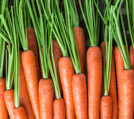 Как правильно сажать морковь для получения высокого урожая