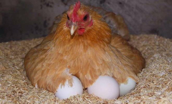 Курица села на яйца: что делать дальше?