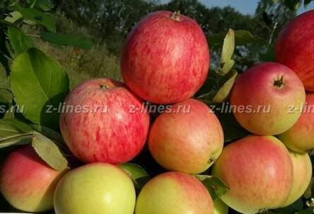Особенности посадки и ухода за яблоней сорта «имант»