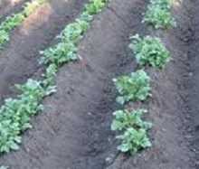 Посадка картофеля весной в открытый грунт: сроки высадки и технология выращивания
