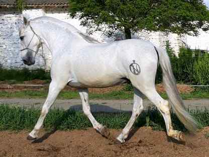 Лошадь лузитанской породы(лузитано)