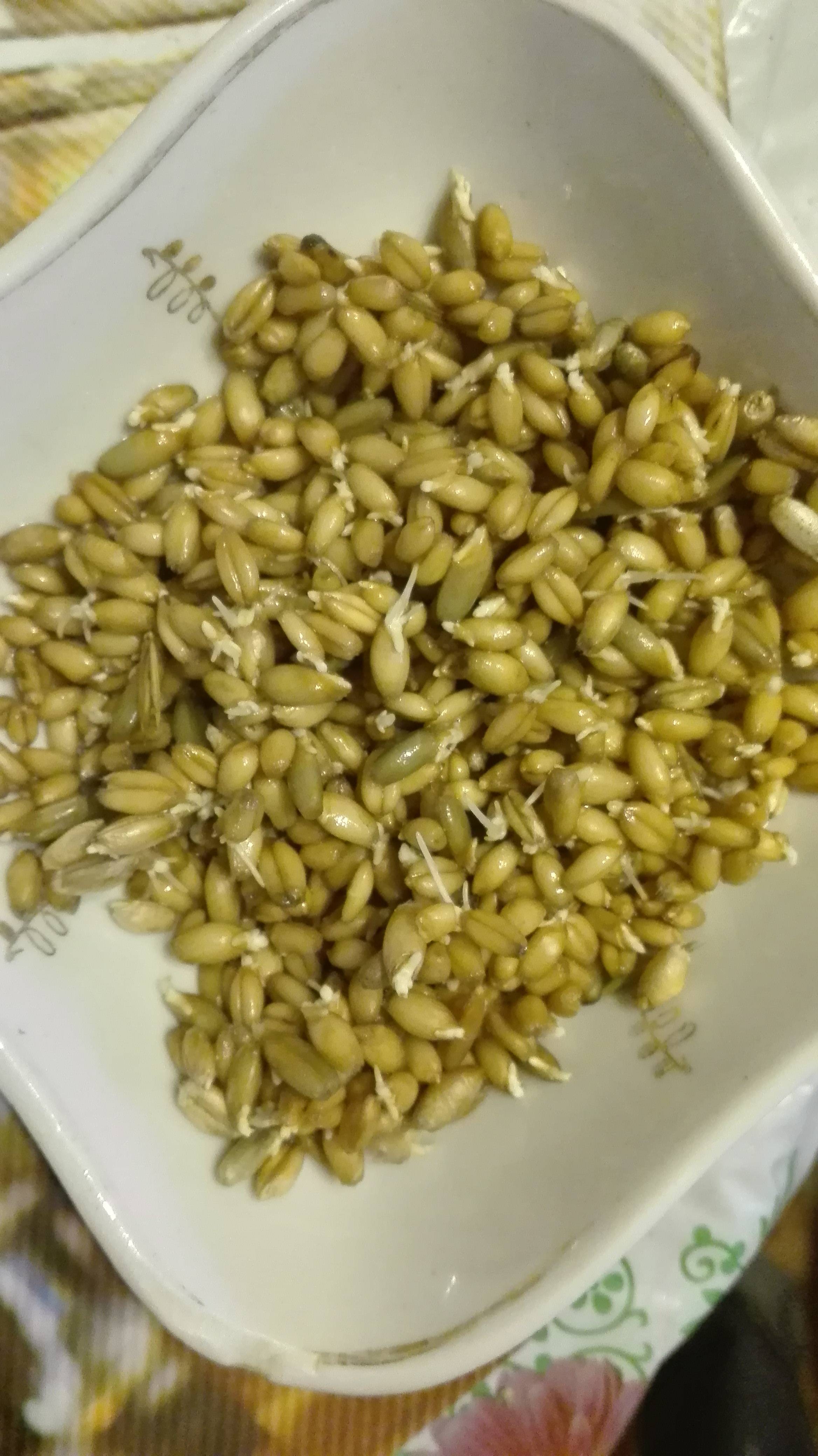 Как прорастить пшеницу для кур-несушек - общая информация - 2020