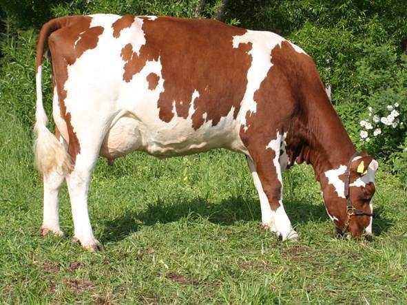 Выбор молочной коровы для своего хозяйства