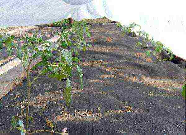 Как правильно вырастить помидоры в парнике: видео посадки, выращивание томатов под пленочными укрытиями