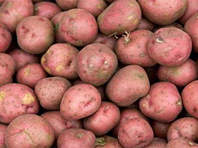 Картофель розара: описание сорта, фото, отзывы