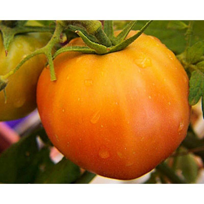 Томат семеновна: отзывы, фото, урожайность | tomatland.ru