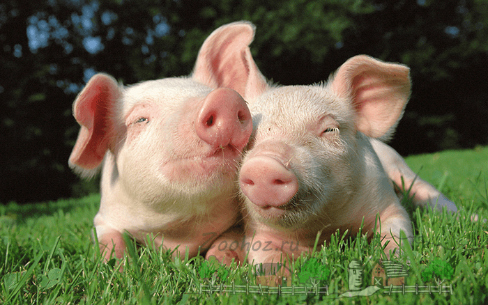 Симптомы, препараты для лечения глистов у свиней, можно ли есть мясо зараженных свиней