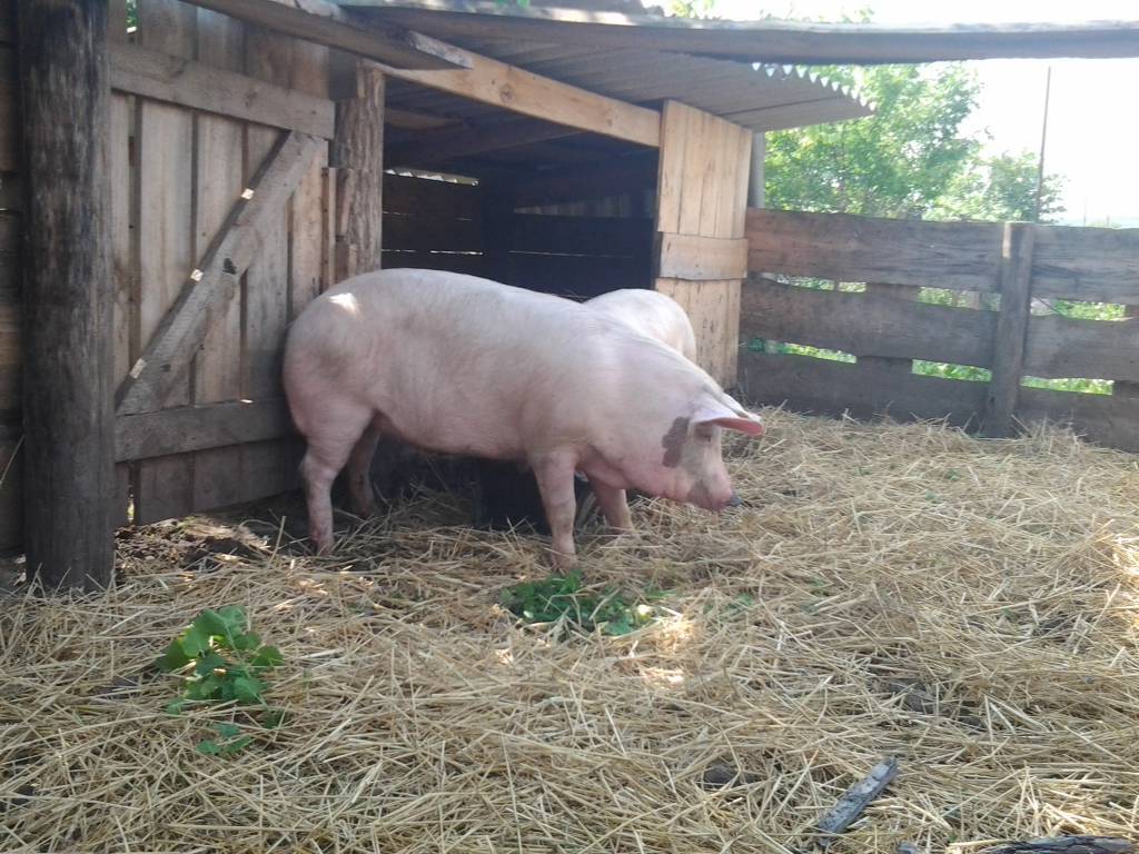 Болезни свиней - симптомы и лечение самых распространенных заболеваний