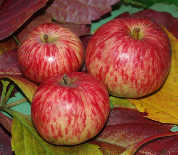 Декоративная яблоня: сорта, посадка и уход