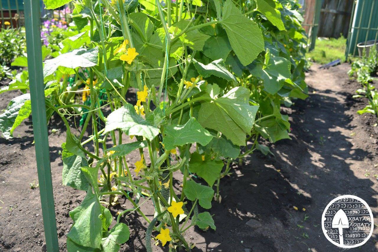 Урожай сочной цветной капусты из семян: легко и быстро!