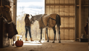 Домашняя лошадь — виды, описание, сложности ухода, породы и рацион питания лошадей (125 фото)
