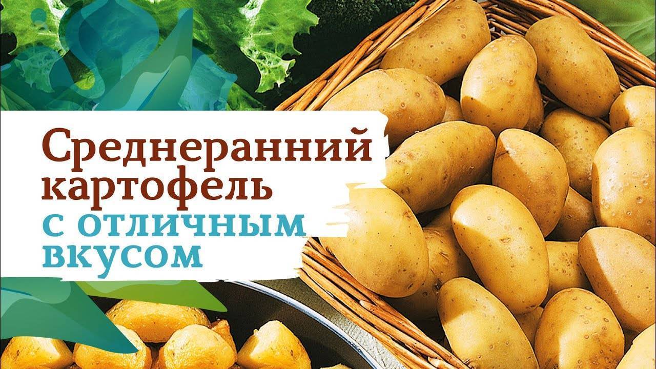 Купить Сорт Картофеля Лапоть