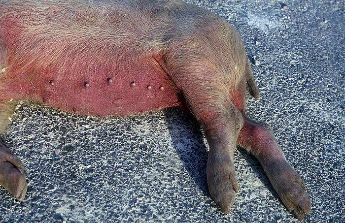 Африканская чума свиней (ачс): чем опасна для человека, признаки, можно ли есть мясо