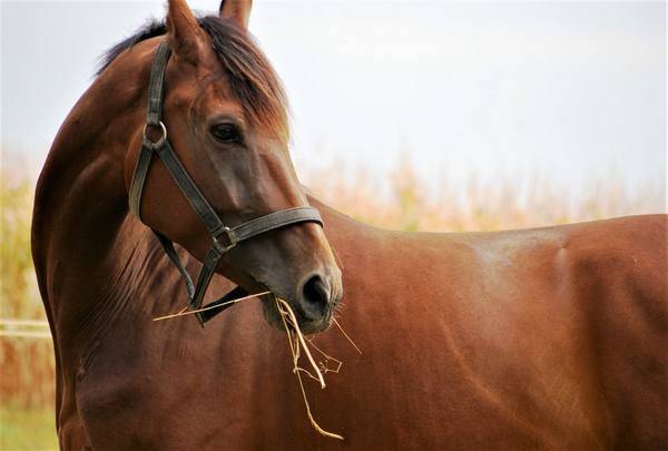 Лошадь в яблоках (33 фото): серая и белая, рыжая, вороная и другие масти лошадей в яблоках