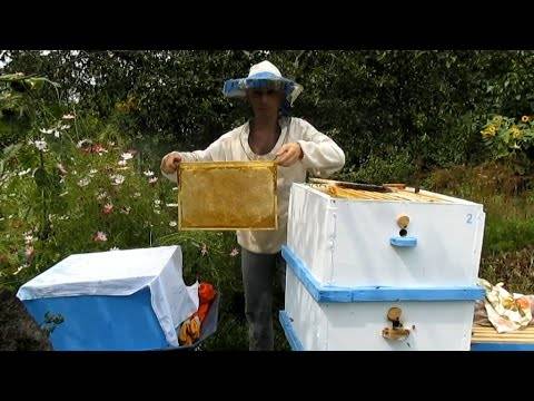 Когда собирают мед