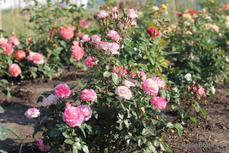 Розы сорта флорибунда: описание и особенности