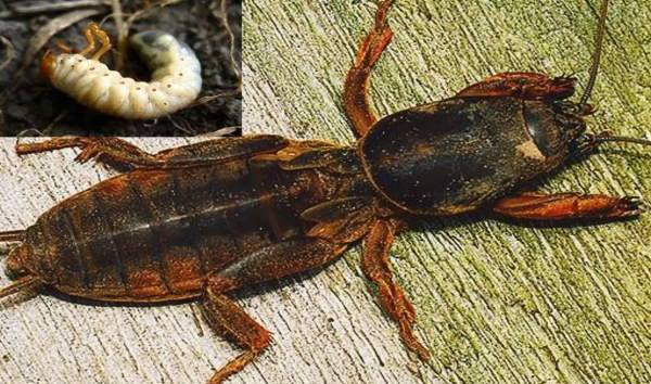Как бороться с личинками майского жука на клубнике