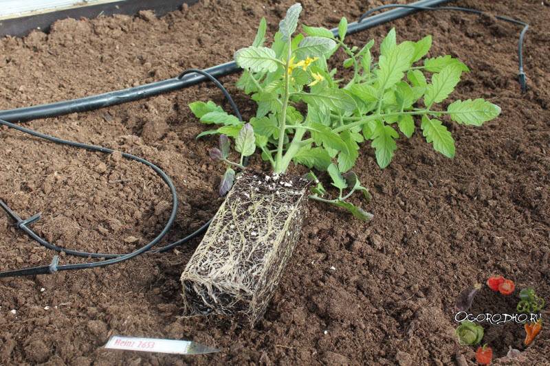 Как правильно посадить помидоры лежа