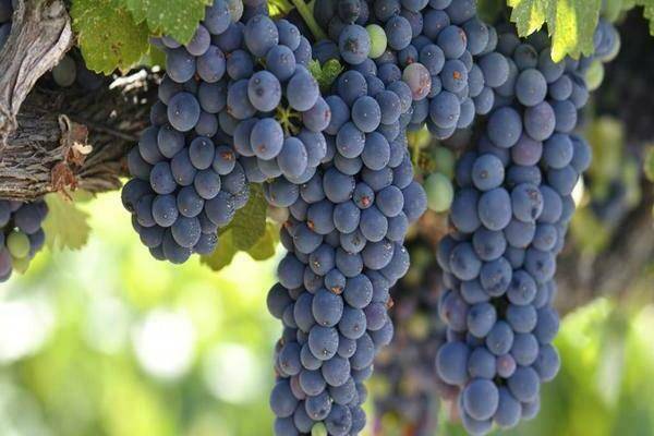 Описание сорта винограда зилга