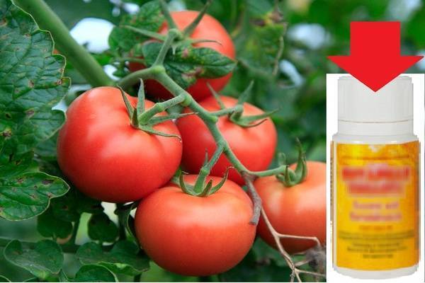 Опрыскивание борной кислотой помидоров в теплице для подкормки