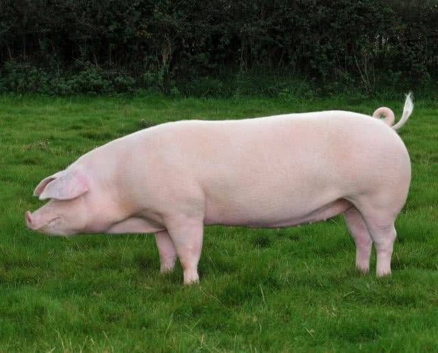 Свиньи пород дюрок, ландрас и гемпшир (характеристики)