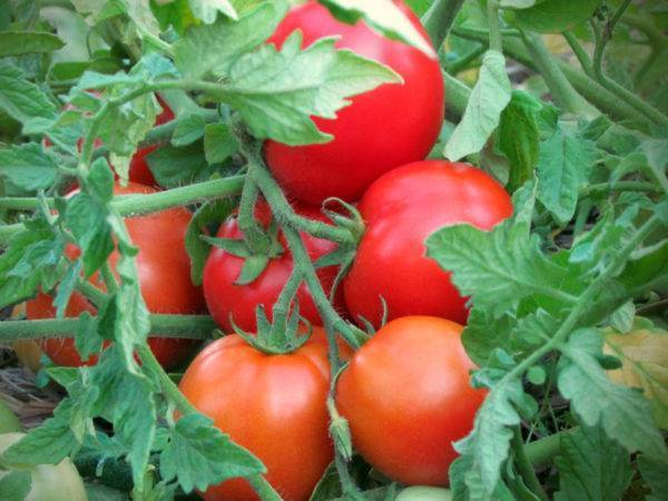 Король рынка: описание сорта томата, характеристики, агротехника