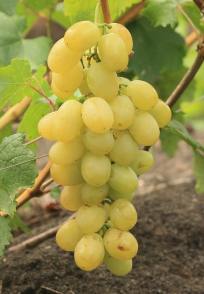 Сорт винограда гурман — описание, посадка и уход