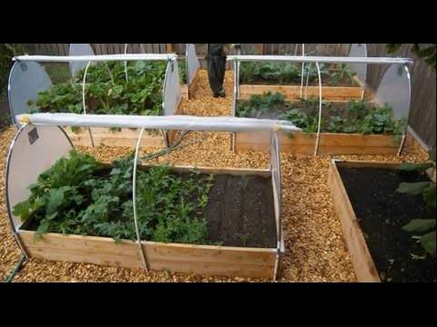 Как вырастить кабачки в теплице: выбор сорта и особенности ухода