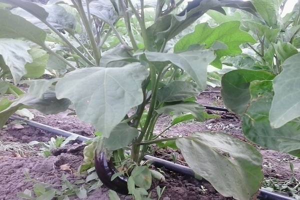 Все о выращивании баклажанов от посадки до хорошего урожая