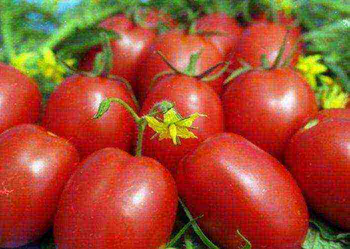Томат "спрут сливка f1": особенности томатного дерева, характеристика и фото