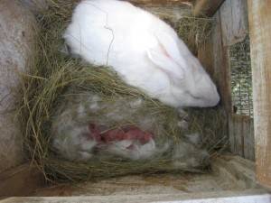 Чем нельзя кормить кроликов в домашних условиях