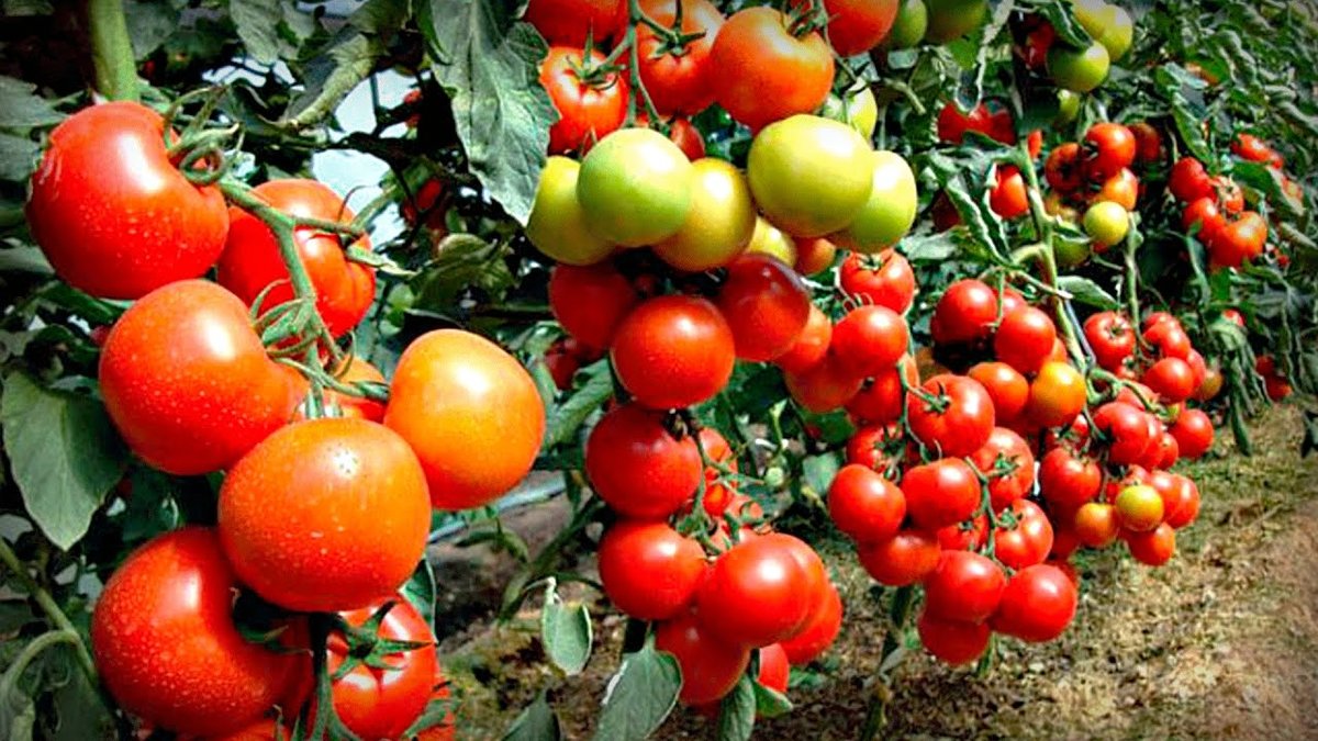 Подкормка помидоров и огурцов дрожжами: эффективные рецепты и отзывы