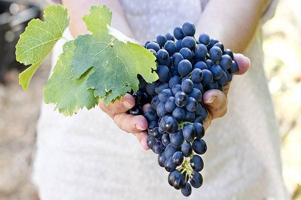 Виноград: плюсы и минусы совместных посадок с другими растениями