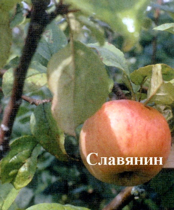 О яблоне Десертное Исаева, описание сортов, характеристики, выращивание