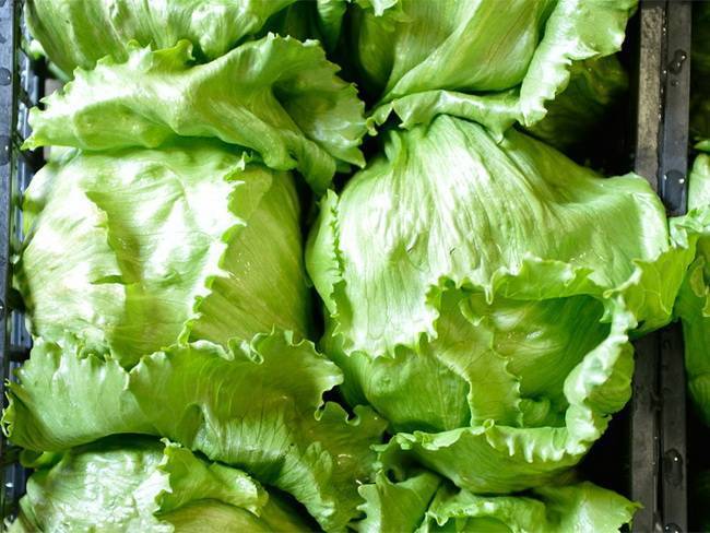 Все о выращивании салата Айсберг: посев и уход за растением