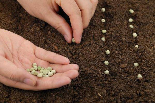 Как правильно посадить горох в открытый грунт: время посева, уход за культурой