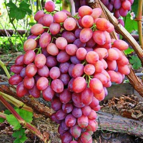 Описание плодового винограда Кишмиш Лучистый: преимущества и недостатки