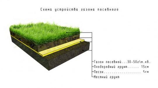 Как устроен посевной газон: технология посадки, как ухаживать за ним