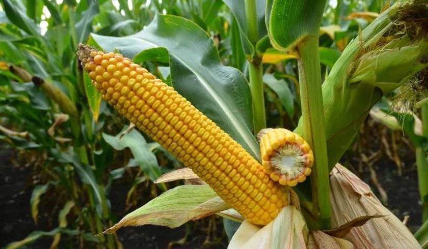 Кукурузный силос: посев, урожайность кукурузы, заготовка